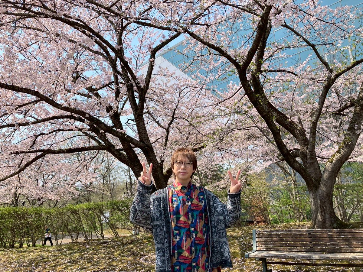 横手は桜が見頃です🌸