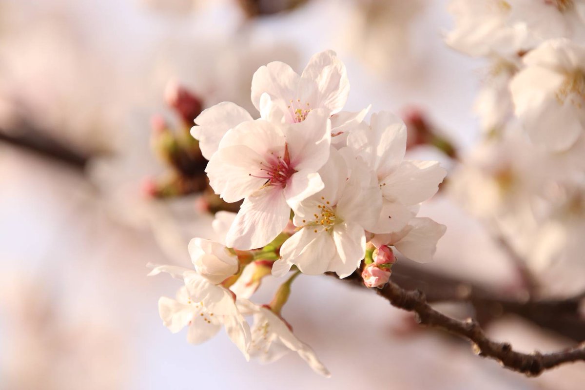 ibk_sakura's tweet image. 