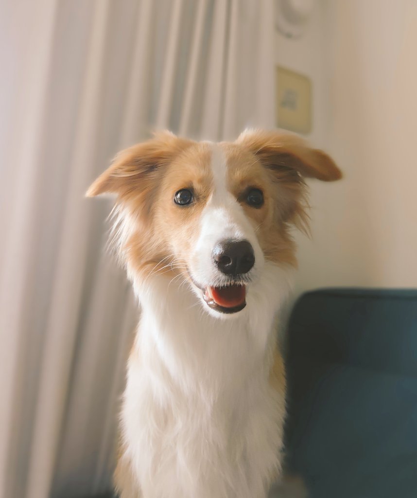 アイリス🐶ボーダー・コリー🐾 tweet media