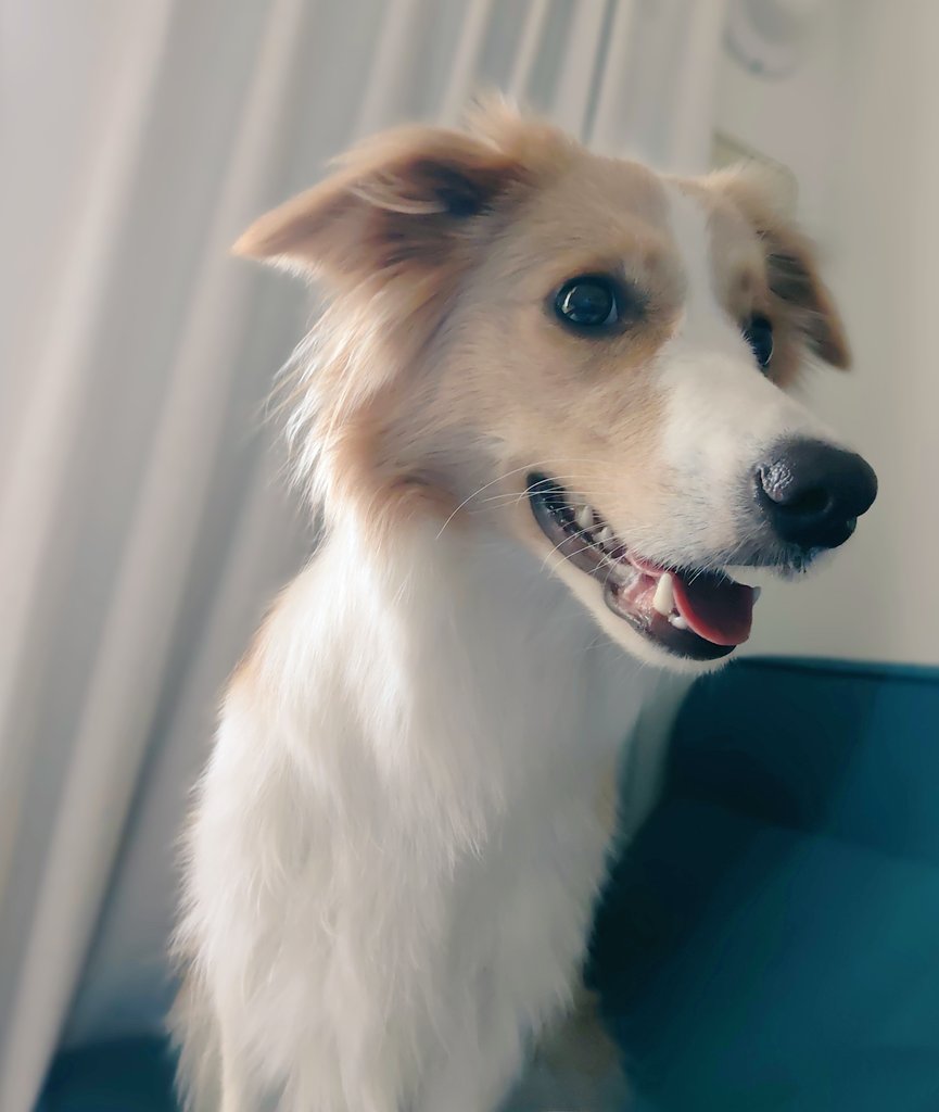 アイリス🐶ボーダー・コリー🐾 tweet media