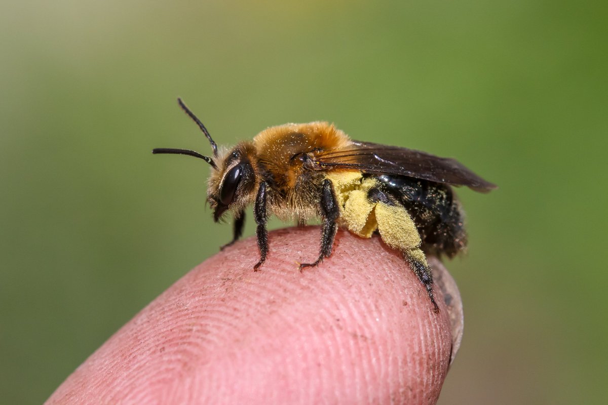 This female Dunning's miner bee (Andrena dunningi), which crawled onto my finger, is gathering pollen for her brood of eggs. #bees #pollinators #insects #Illinois #nature #photography #Spring