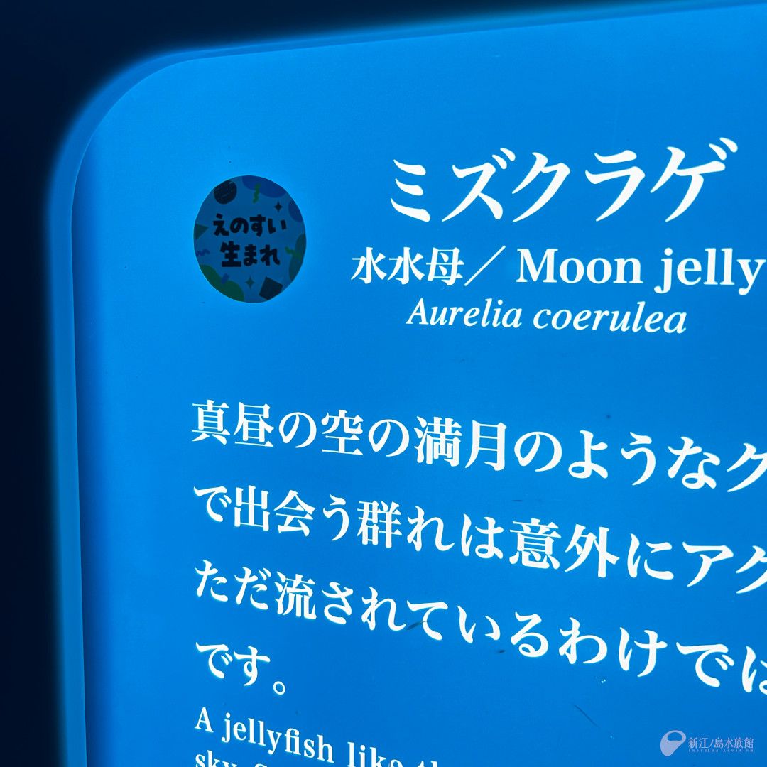 enosui_com's tweet photo. 館内の各水槽で見ることができる「えのすい生まれ」の生き物に、目印が新たに付きました🔍

えのすい生まれの生き物展
https://t.co/dxZdsIJcHW https://t.co/L7G7MTwNTc