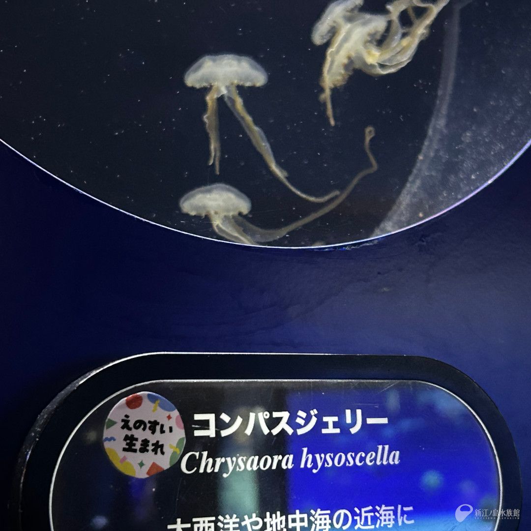 enosui_com's tweet photo. 館内の各水槽で見ることができる「えのすい生まれ」の生き物に、目印が新たに付きました🔍

えのすい生まれの生き物展
https://t.co/dxZdsIJcHW https://t.co/L7G7MTwNTc