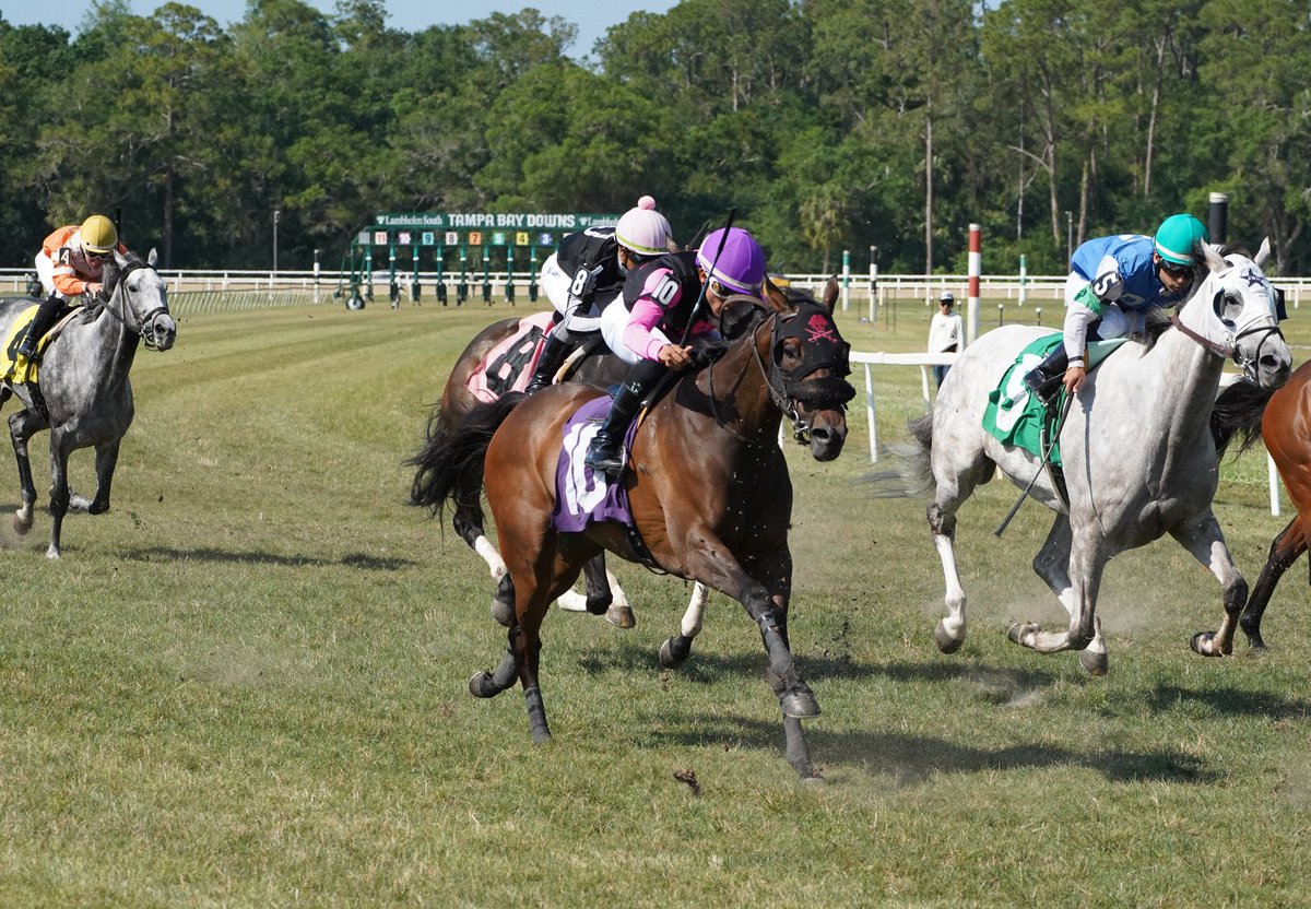 Steven Nichols (@eznickstables) on Twitter photo <a href="/mihogan/">Michael Hogan</a> <a href="/TampaBayDownsFL/">Tampa Bay Downs Official Account</a> <a href="/ThLuker/">Mark Luther</a> <a href="/RenCarothers/">Ren Hakim Carothers ن</a> <a href="/LuisAtTampa/">Luis</a> <a href="/Bucket_Bomber/">Bucket Bomber</a> Gorgeous photos of our Horse and jockey <a href="/JOCKEYSMARIN/">Samuel Marin🇻🇪</a> in the final rafe today. A HUGE thanks to the man behind the camera Mike Hogan <a href="/mihogan/">Michael Hogan</a> <a href="/TampaBayDownsFL/">Tampa Bay Downs Official Account</a> <a href="/ThLuker/">Mark Luther</a> <a href="/RenCarothers/">Ren Hakim Carothers ن</a> <a href="/LuisAtTampa/">Luis</a> <a href="/Bucket_Bomber/">Bucket Bomber</a> Gorgeous photos of our Horse and jockey <a href="/JOCKEYSMARIN/">Samuel Marin🇻🇪</a> in the final rafe today. A HUGE thanks to the man behind the camera Mike Hogan