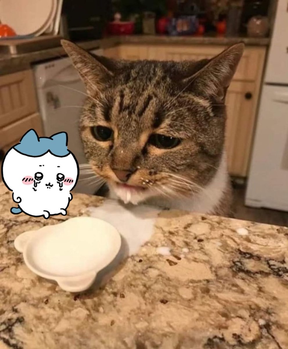 angry momonga (@friendlymomonga) on Twitter photo 