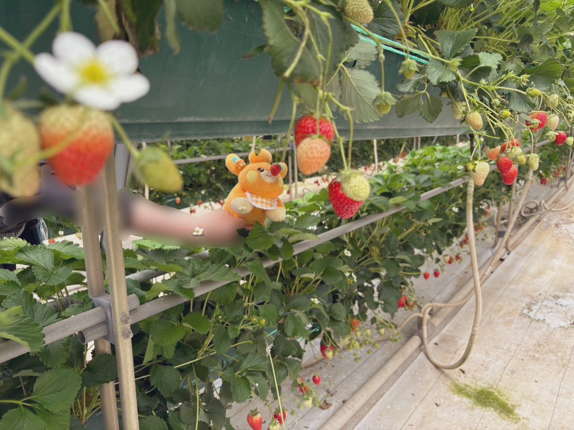 pamoonmoti's tweet image. 🍓