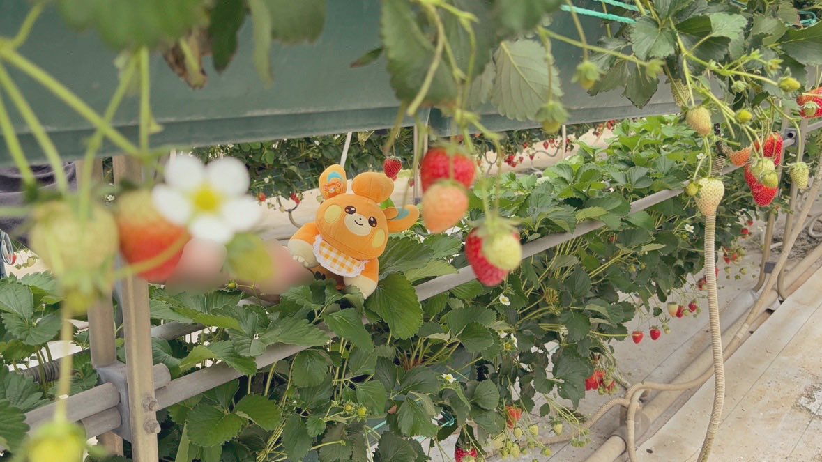 pamoonmoti's tweet image. 🍓