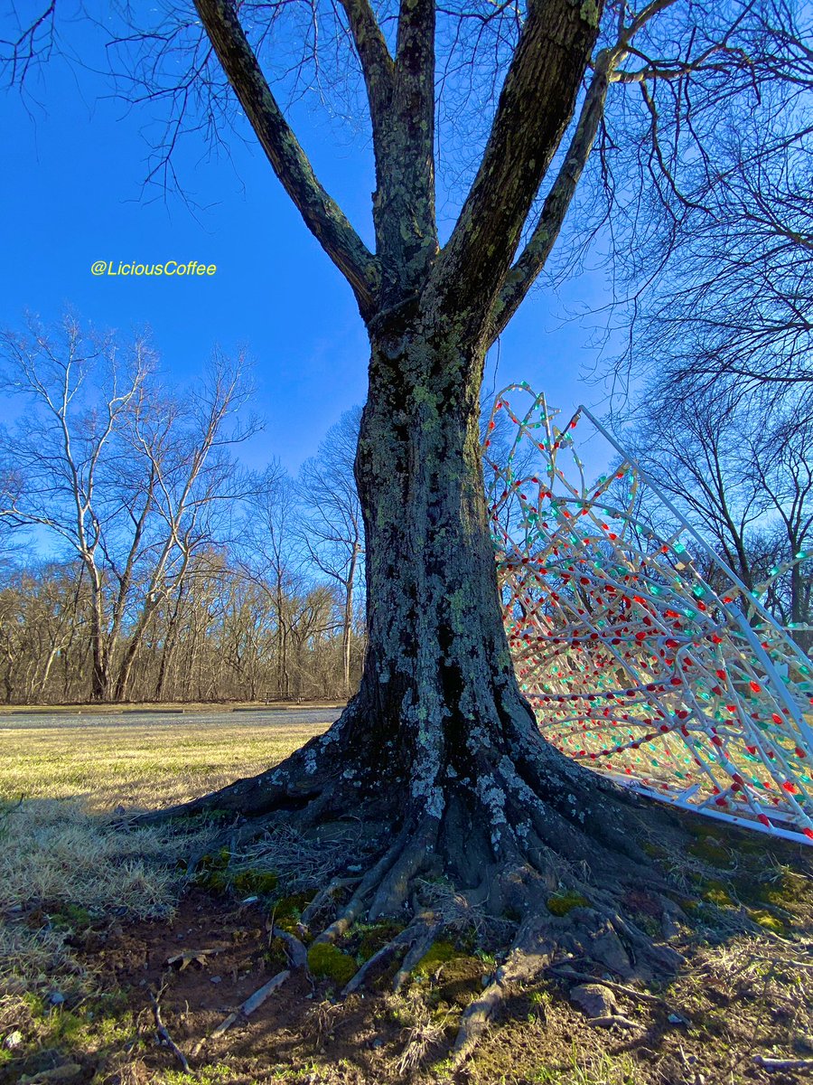 LiciousCoffee's tweet photo. It’s #Saturday & the #Tradition continues until *FOREVER
😍 Some more #Bakerisms 🌳🌳🌳
*Songstress
🥰My #tree interpretation For
#AnitaBakerSaturdays 👸🏽🙌🏽 https://t.co/puU8uuhqYl