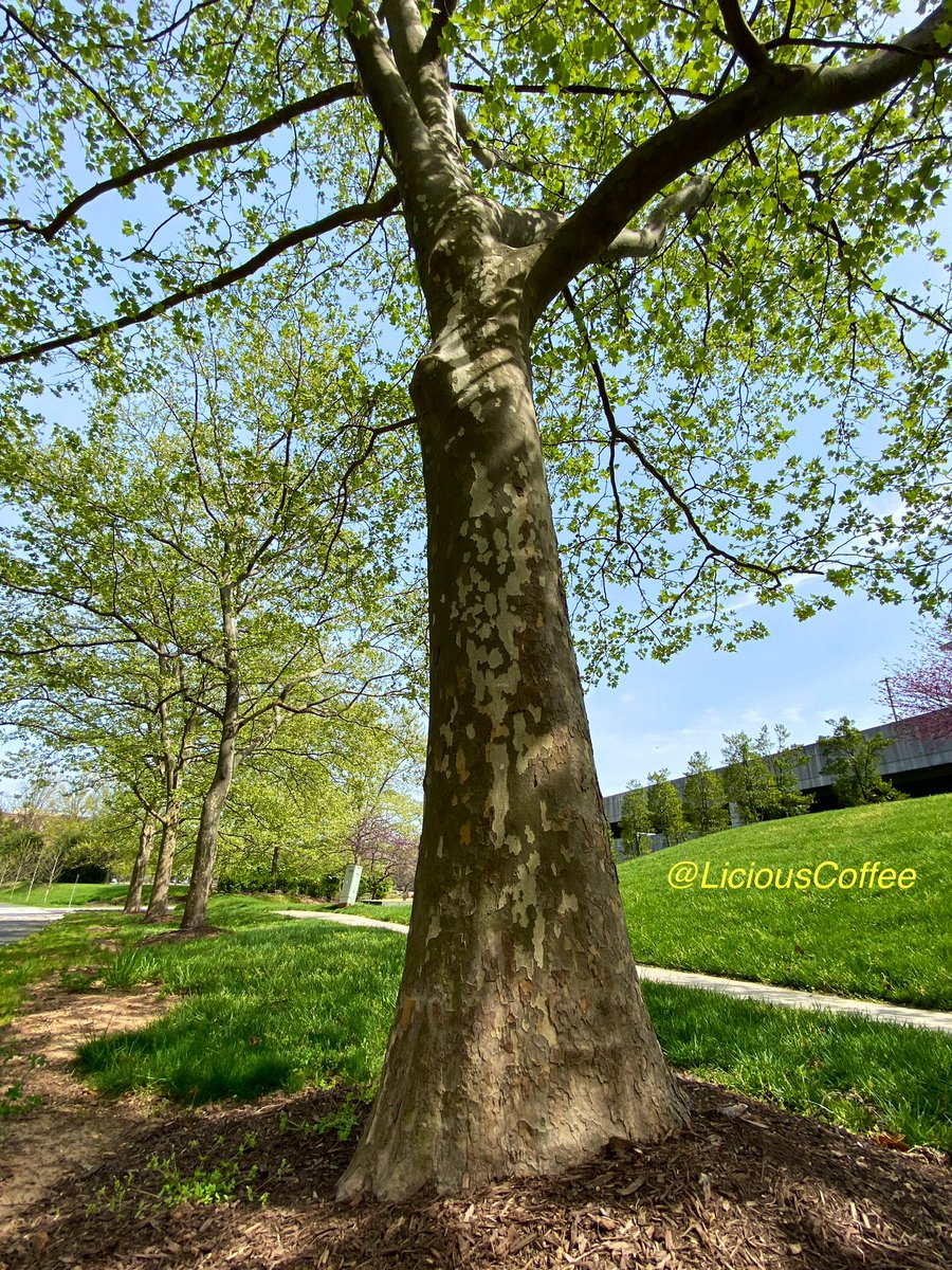 LiciousCoffee's tweet photo. It’s #Saturday & the #Tradition continues until *FOREVER
😍 Some more #Bakerisms 🌳🌳🌳
*Songstress
🥰My #tree interpretation For
#AnitaBakerSaturdays 👸🏽🙌🏽 https://t.co/puU8uuhqYl