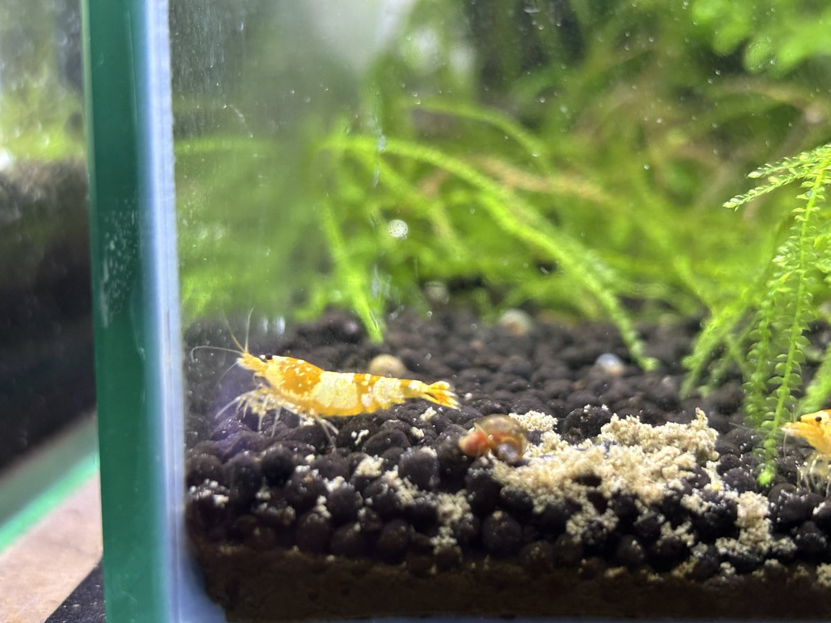 evisuke0's tweet image. おすおす
買ったえび✌️