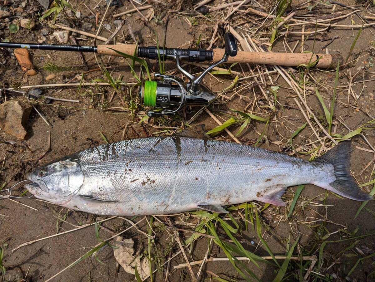 今シーズンは仕事と天候のタイミングが合わなくて狙う回数が少ないから釣れないと思ってた😅
#米代川
#サクラマス
＃ありがとう