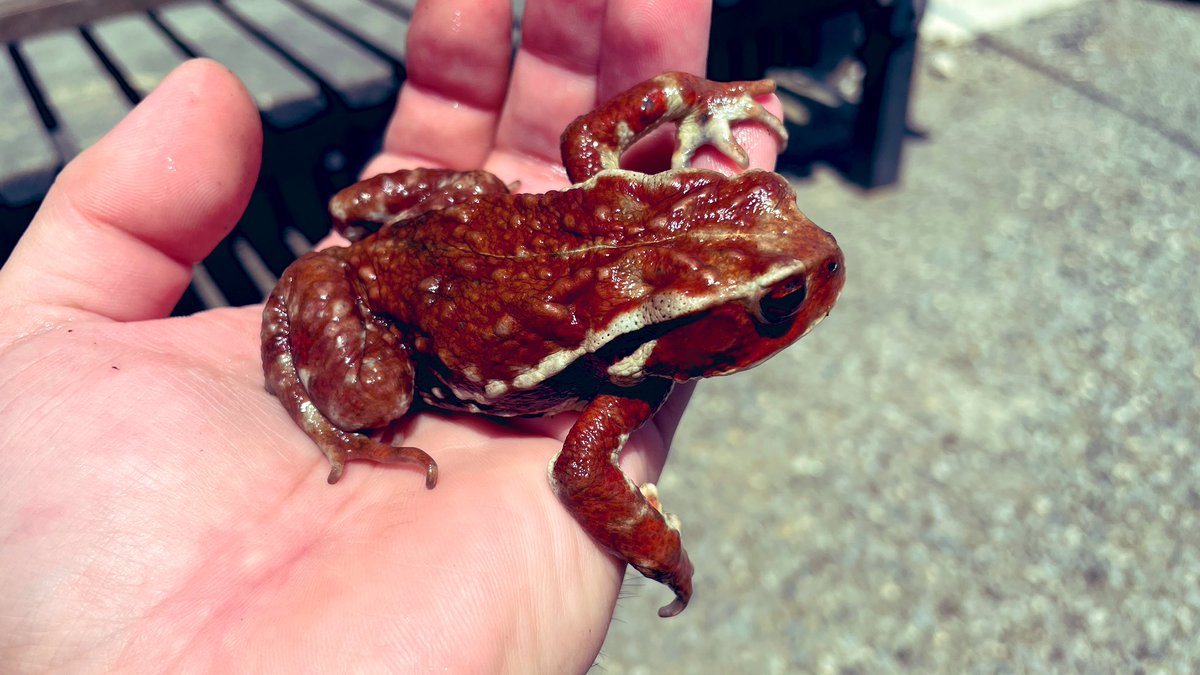 アズマヒキガエル（スーパーレッド）入荷しました😊