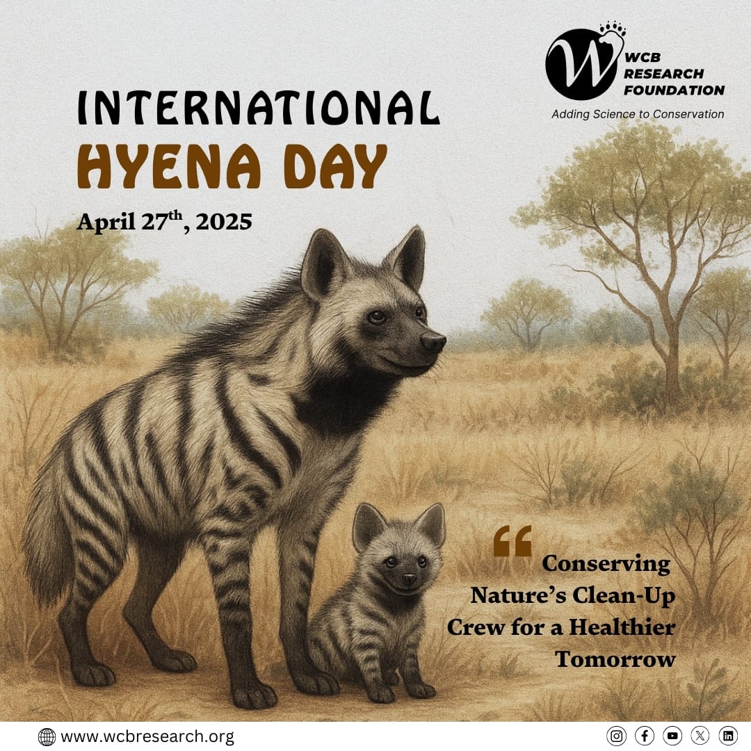 WcbResearch's tweet photo. Today, on International Hyena Day, we celebrate the quiet strength and ecological importance of the Striped Hyena the unsung cleaner of our wild landscapes.
#InternationalHyenaDay #StripedHyena #HyenaConservation #ScavengerHeroes #WildlifeConservation #SaveHyenas https://t.co/M4dJPrE5fN