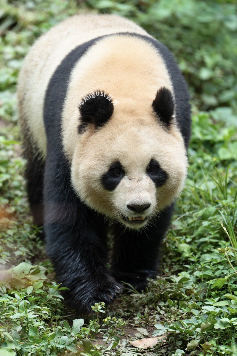 August_pandatv's tweet photo. 📸 250426 大熊猫梵星（Fan Xing）

#panda #梵星 #fanxing #雅安碧峰峡熊猫基地 https://t.co/MOgCHdZpCa