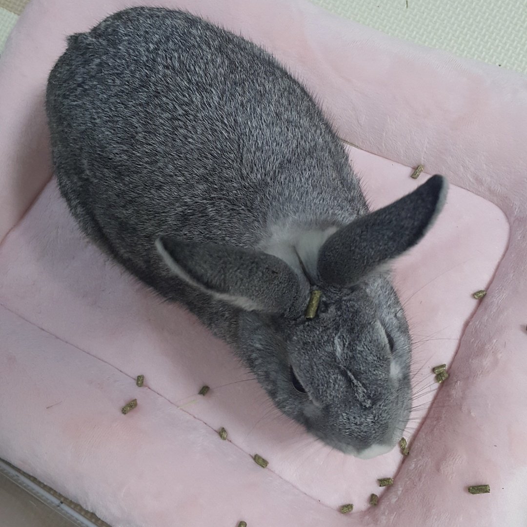 Dust_Rabbit_'s tweet photo. 머리 위에 뭐 올려놓는게 재밌어서 어뜨카지.. https://t.co/WAb1d3Lla1