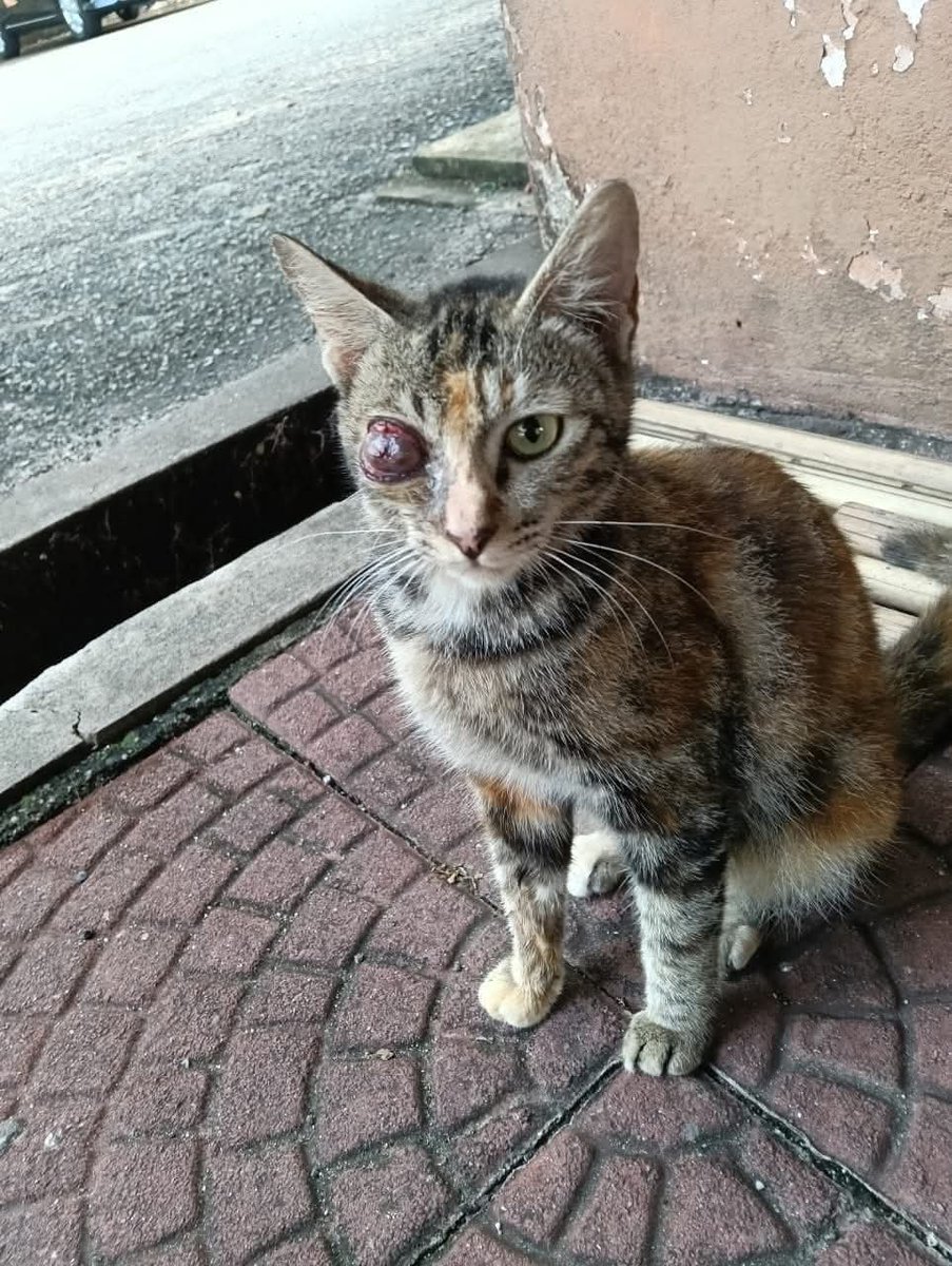 📌SG PETANI,KEDAH

Ada tak yg blh tlg bntu org bru buang pagi tadi kt pasar..kesian dia..gmbar ni dri kwn..lokasi sg   petani kedah..27.4.2025..blh pm no 0143086178.