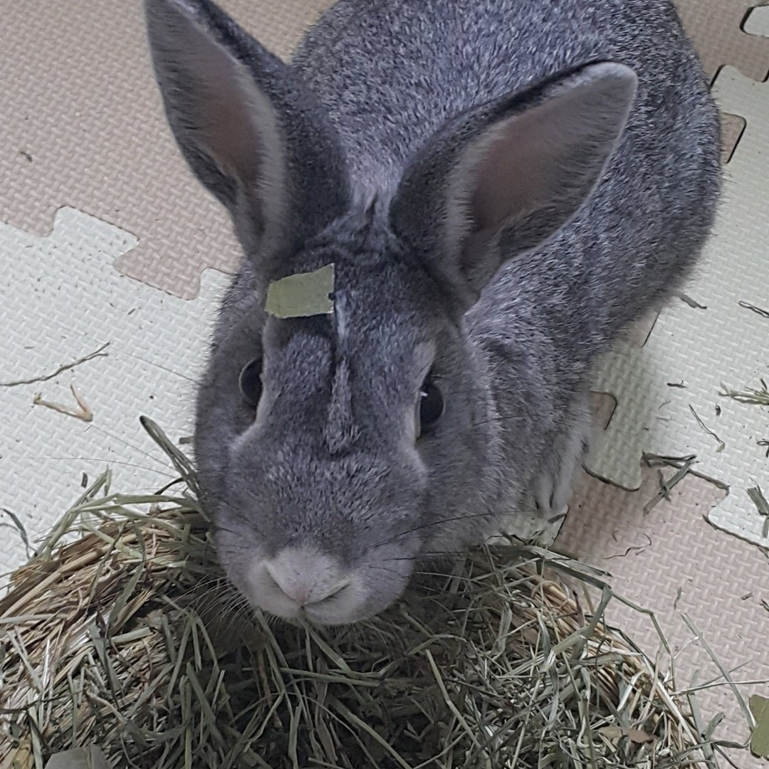 머리 위에 뭐 올려놓는게 재밌어서 어뜨카지..