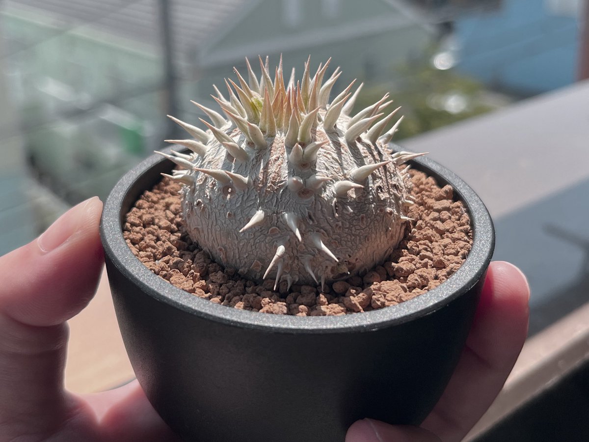 hiro8watanabe's tweet photo. 我が家の植物たち、外管理移行。
・実生エニグマチカム → まだ動かず。
・ギラウミニアナ → 分岐バク進。期待大。
・実生エボリスピナ → 順調に成長。
・リドレイ → 展開スピード爆上がり。
気温も上がってきて今年もいいシーズンになりそうです。
#植物のある暮らし
#botanicallife https://t.co/4CQwSlRdCT