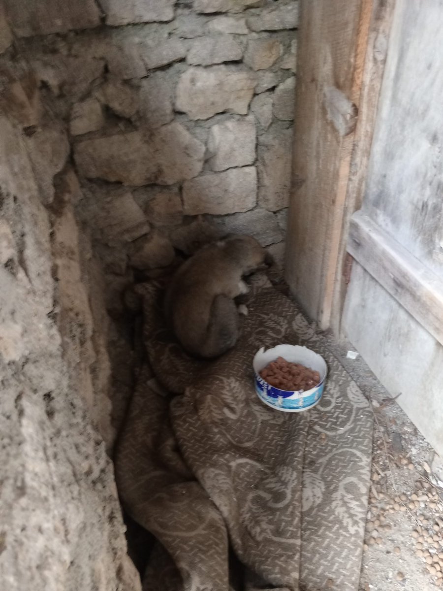 2 gün önce yavruları gönderirken nakil parasını ödemedim şu anda gelmiyorlar 2000 TL nakil desteğine ihtiyacı var adamın kendi IBAN da gönderebilirsiniz Dünden beri inliyor kliniğe göndermem lazım😞