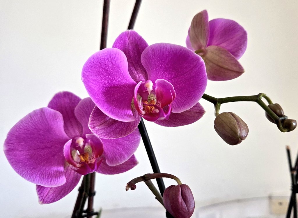 שממש tweet media