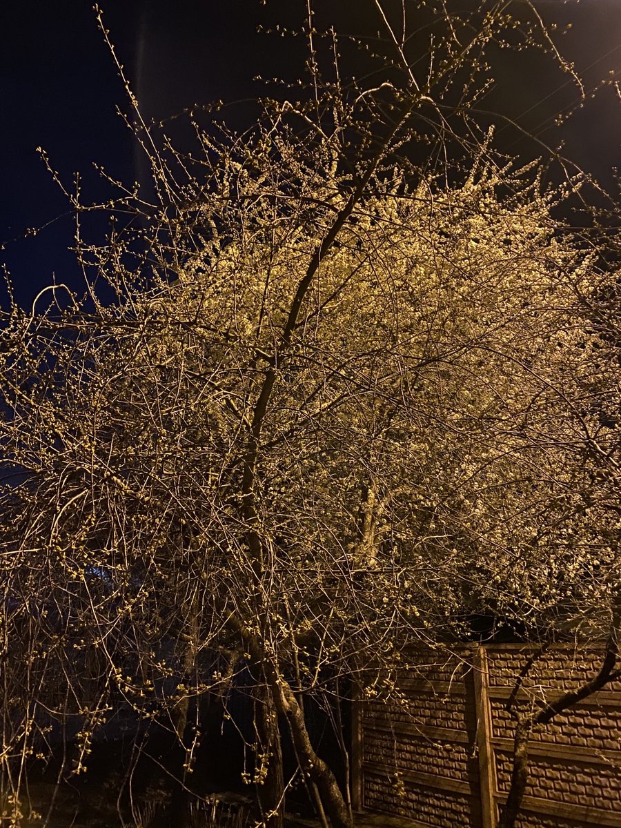 Nighttime white blossom season