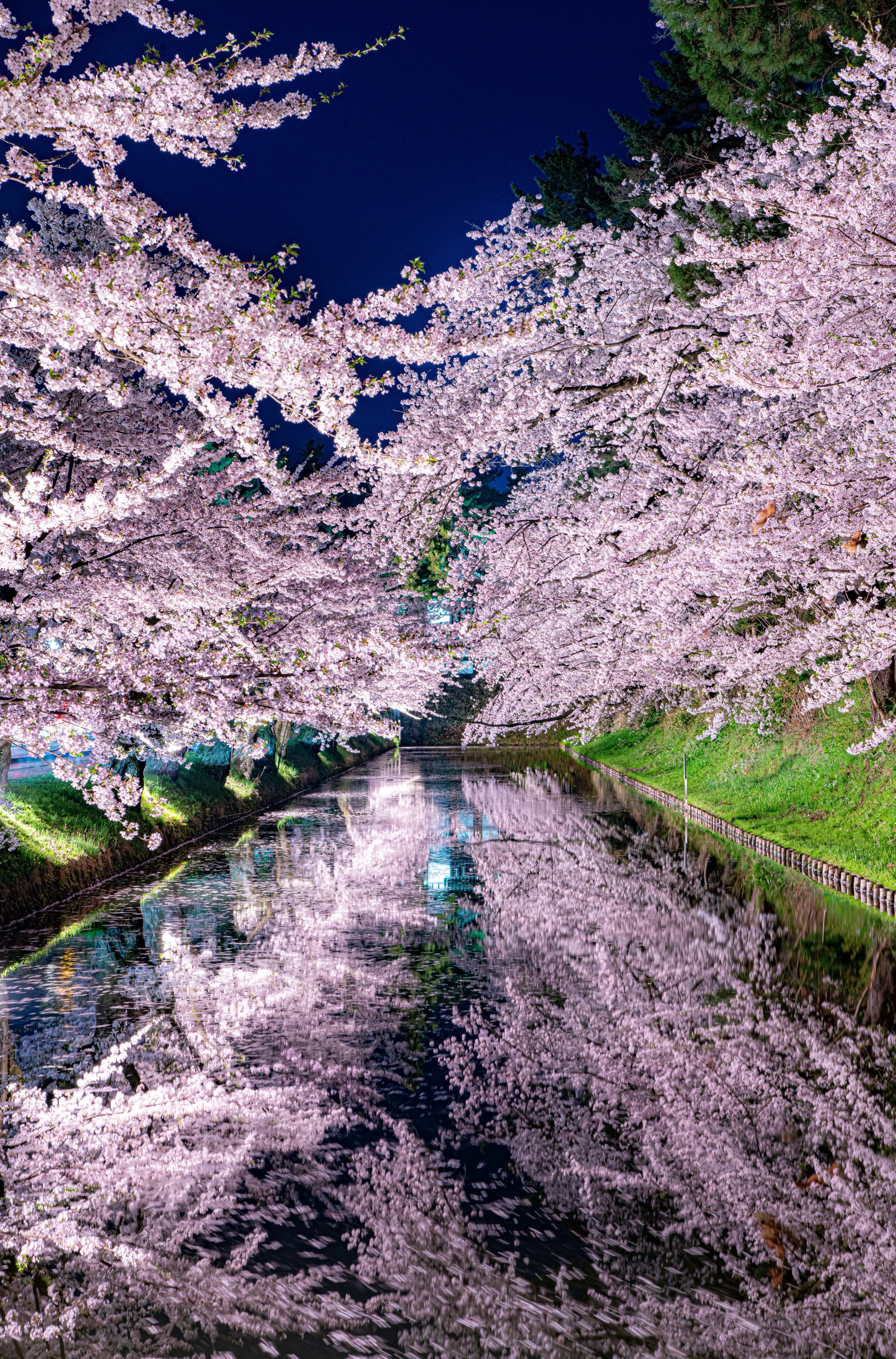 ○関東限定 SET PAPER deep purple 撮影背景 カメラマン
