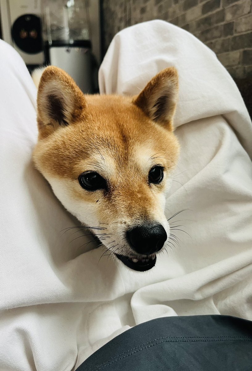 coco_koha_kote's tweet photo. 何かご用ですか？
 #豆柴のいる暮らし https://t.co/9P2K5roKj4