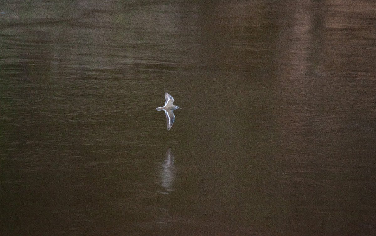 Hei, <a href="/KasparsFunts/">Kaspars Funts</a> , kas šis varētu būt par putnu? Lido ātri virs upes (Gaujas) un, šķiet, dzīvo upmalas smilšakmens klintīs.