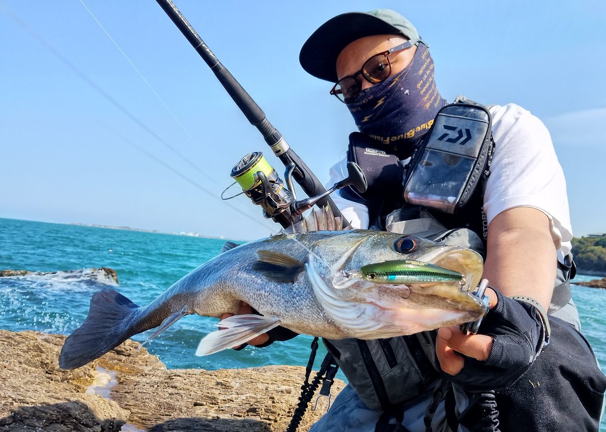 mochriverwading's tweet photo. 真昼間デイゲーム。
時合になったら足元の海藻の下からシーバスが湧いて出てくる🤗
ほとんど真っ黒な居付き。
いったい何匹のシーバスが隠れてるのか…後ろ髪引かれながらもタイムアップ。
#シーバス
#昼マズメ
#LONGIN
#ランブルビート https://t.co/ZirFdlqMV3