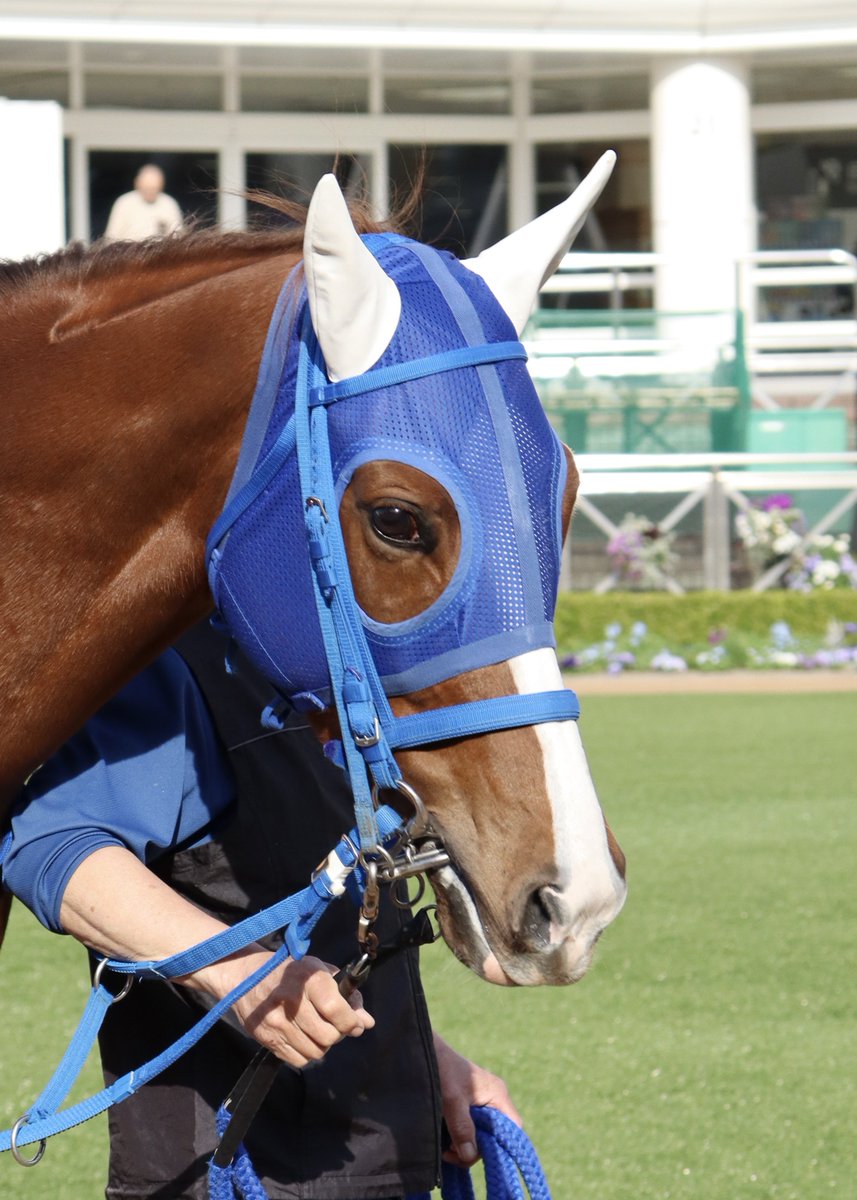 U_129m's tweet photo. ピンクセイラーちゃん、6歳のお誕生日おめでとうございます🐴🫶🏻

競走馬ピンクセイラーを応援出来て本当に幸せでした
6歳になるのと共にお母さんになる道に進むピンクちゃんの事を、これからも応援しています
どうか元気でいてください
今までも、そしてこれからも1番大好きです https://t.co/Jibx5IWLU5