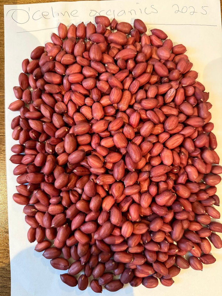rays_henry's tweet photo. @benbolmel Congrats for activating the sector &amp; I pray right people will benefit not only in J-1 farmers in Juba… we’re in Awada, Marial Bai and Mapel waiting since there’s no information from state ministry of agriculture &amp; Farmers Union .. next time share how the of VP plans allocation https://t.co/5TZwx6Tcj6