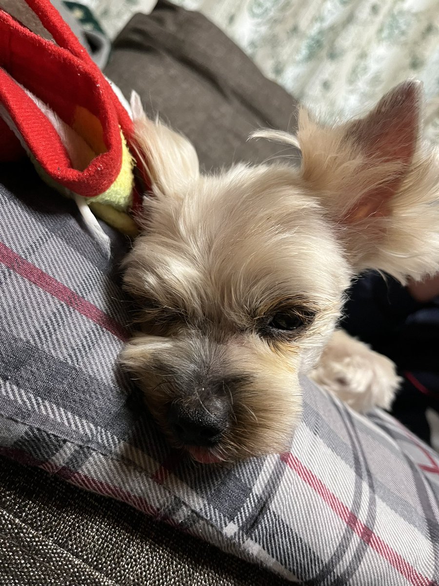 wan_trimming's tweet photo. ヨーキー　トリミング✨
ありがとうございました♪

#トリミング　#ヨーキー　#ヨークシャーテリア　#出張トリミング　#シニア犬 https://t.co/ZYZ1qBt6fJ