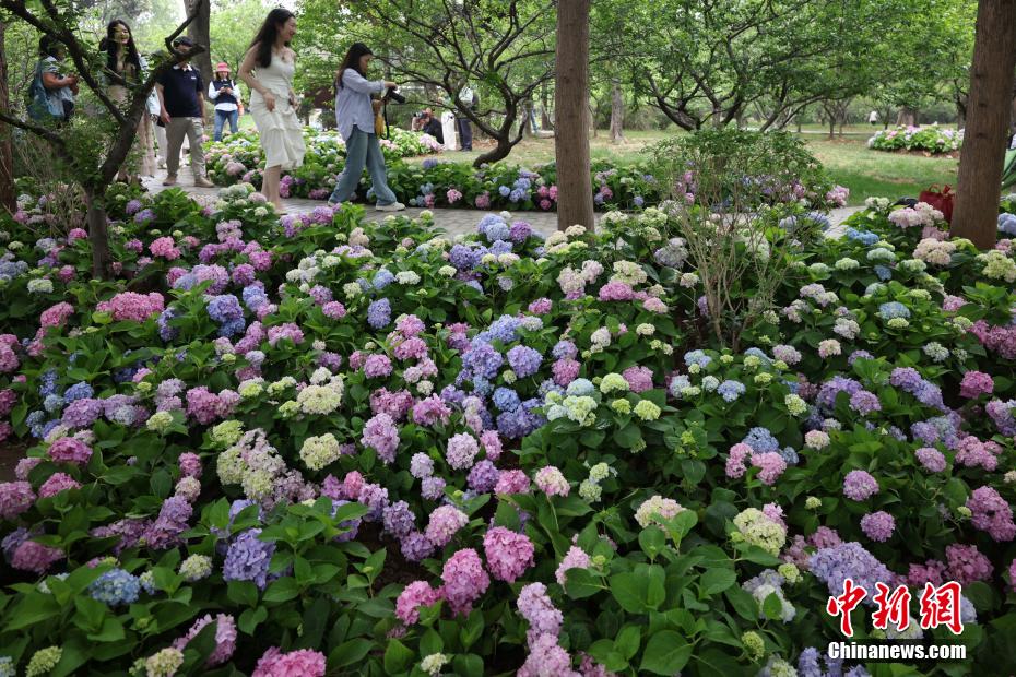 PDChinese's tweet photo. 【江蘇南京：繡球花盛開迎客來】4月26日，江蘇省南京市，南京明孝陵景區大片的繡球花盛開，吸引眾多遊客利用周末時間前來賞花拍照。 https://t.co/l53IClSWpG