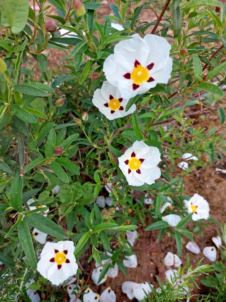 megpanos's tweet image. Πεύκη, Cistus ladanifer or Gum rockrose or Labdanum #greece #attica #pefki #spring #plant #plants #cistus #cistusladanifer #gumrockrose #labdanum #leaf #leaves #flower #flowers