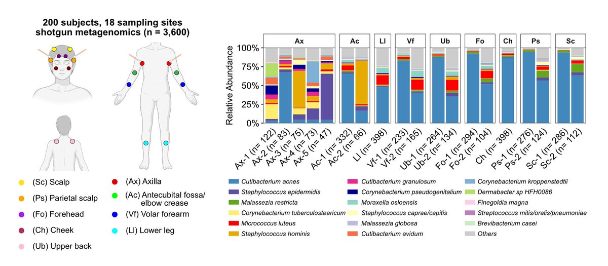 Many exciting results to follow-up on!
1. The skin microbiome has unique “types” in every site - we call them dermotypes. The underarm has as many as 5 distinct ones defined by diverse microbes. We built ML classifiers to predict them w/ near-perfect accuracy with 5 species!