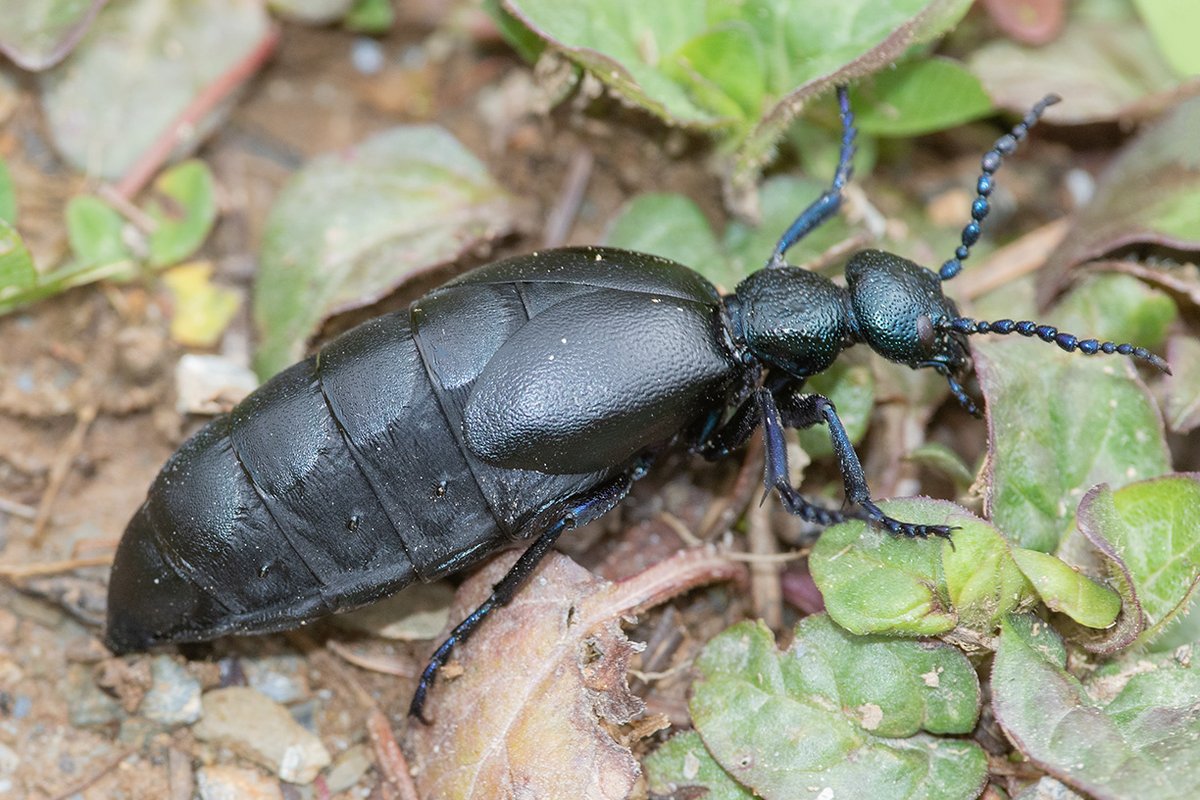 Our insect photography challeneg now stands at 58 species. Can you add any more? click here to find out how to participate natureuk2.jcink.net/index.php?show…