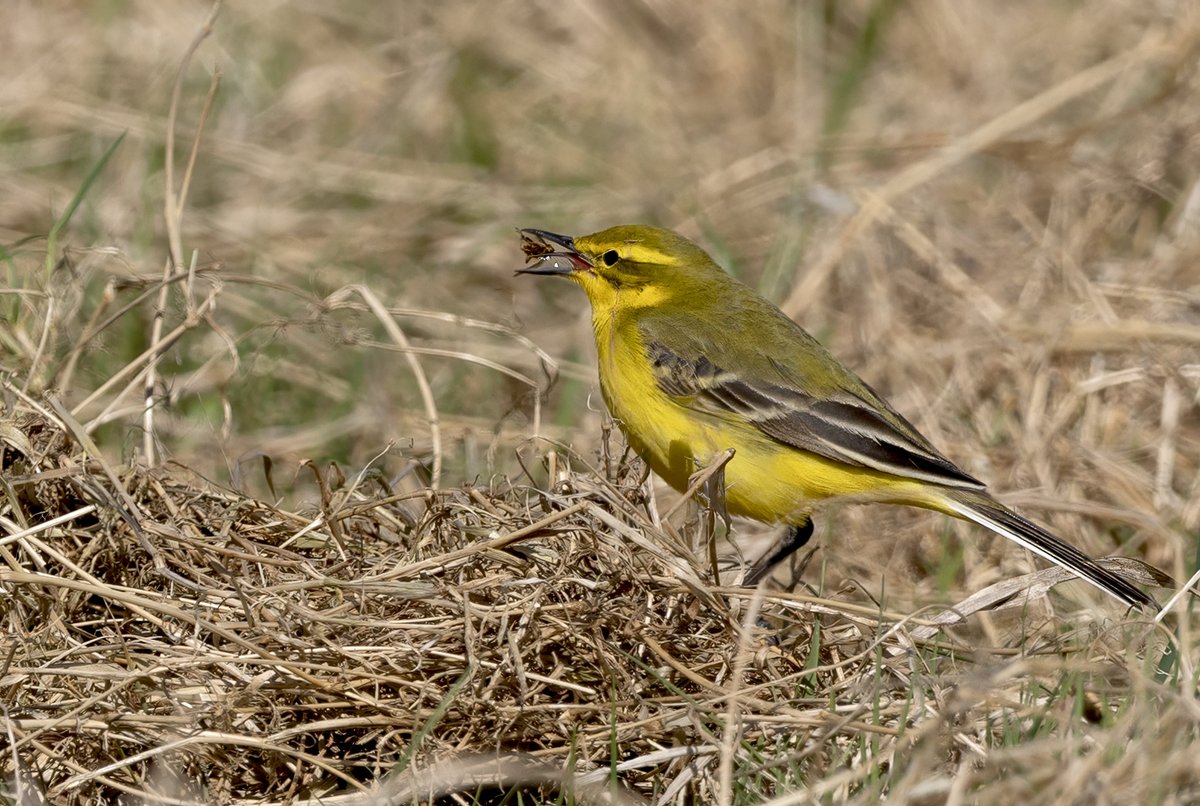 Our bird photography challenge now stands at 170 species....can you add any more? natureuk2.jcink.net/index.php?show…
