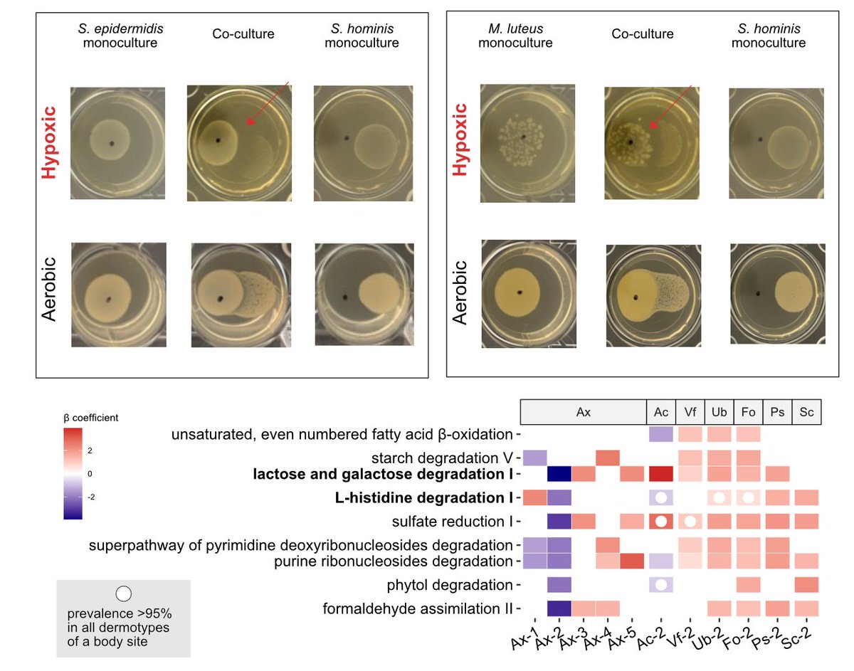 3. Microbes behave very differently across dermotypes in terms of who they co-occur with! We can confirm this with culture-based experiments that show that oxygen gradients and nutrient availability likely shape why we see distinct dermotypes in various individuals. <a href="/atVidu/">Viduthalai Rasheedkhan Regina</a>