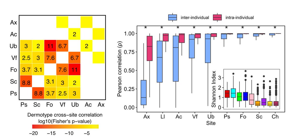 2. Dermotypes are highly coordinated across sites. For some sites, we can predict the dermotype just by knowing dermotype of another site. Left and right sides of the body are also highly correlated, suggesting that individual intrinsic factors strongly shape the skin microbiome.