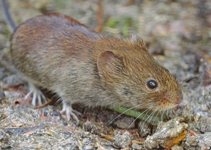 Bank Vole. Photo taken by one of our Nature UK members.