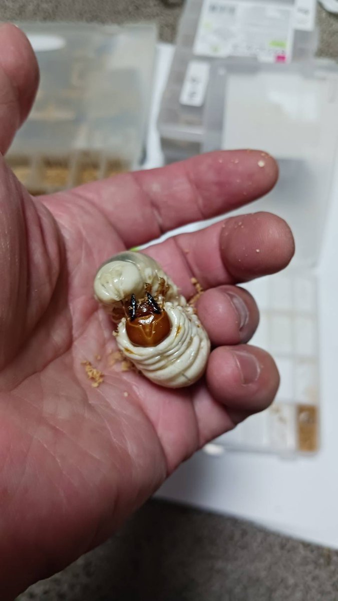 getsuyoukonaide's tweet photo. 先週末はブナ帯へ
最後にやっと生きた虫が出たと思ったら、ぴくりとも動かないぐったり3令(笑)
その後数時間経っても動かず
しかしこんな綺麗な状態を保っているのはどういうことなんだ？と疑問に思いながら、幼虫蘇生師の
くれぃ爺でぃ爺さんに託しました

そしたら後日蘇生が完了したとの報告が👨‍⚕️ https://t.co/sjcnBkDZza