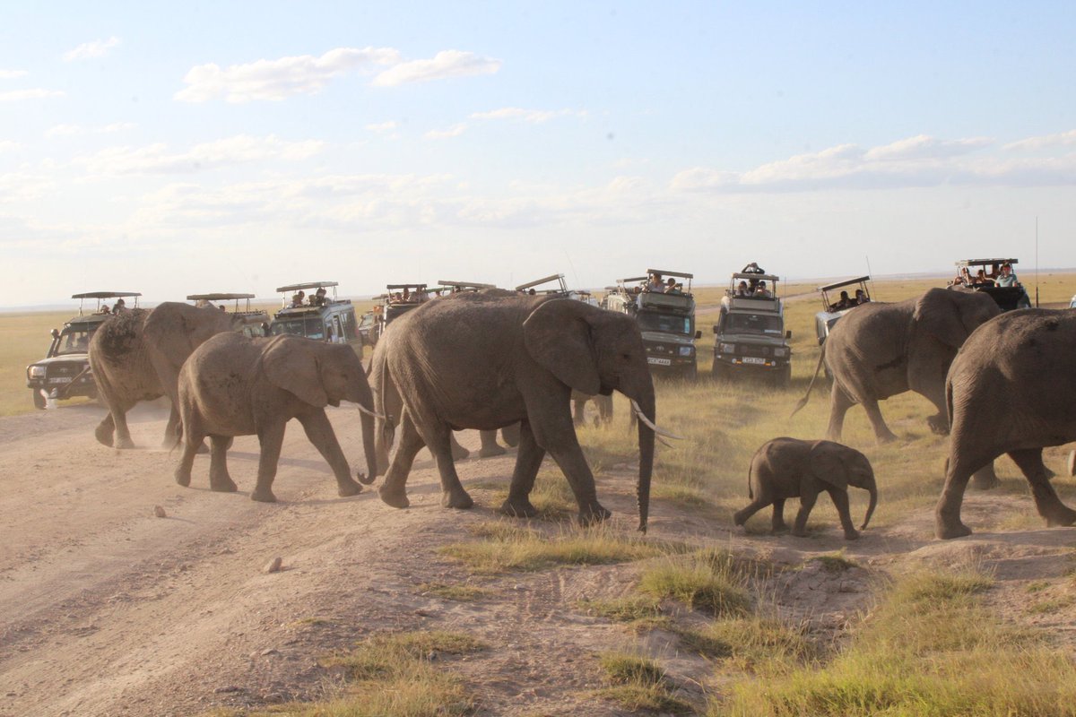 MurimiJeff_'s tweet photo. Tourism is Kenya's cornerstone. We are back on track with 3mil visitors sofar in 2025. #MagicalKenyaRising
Kenya-China #GoKThisWeek Forging Onwards Uhuru Kenyatta Manchester United Everton Fake Activism Blessed Sunday #SongsOfDeath Lamine Yamal #WorshipAtJCC Bournemouth https://t.co/IPQzFV5XSA