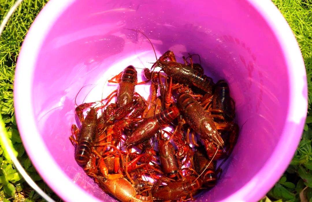 On Labor Day, I want to go fishing and lobster fishing...