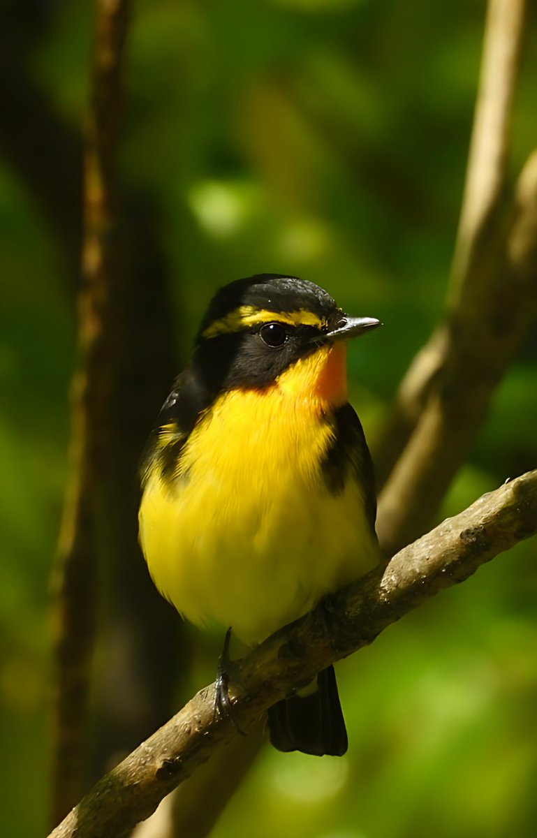 緑の中にひときわ輝く黄色い宝石✨
#キビタキ