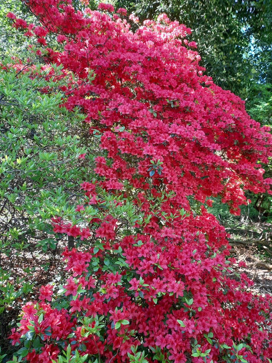 AnnievGansewink's tweet photo. De lente knalt in kleur. #rododendrons in #ArboretumBelmonte #wageningen https://t.co/4Rl0DNLI5O