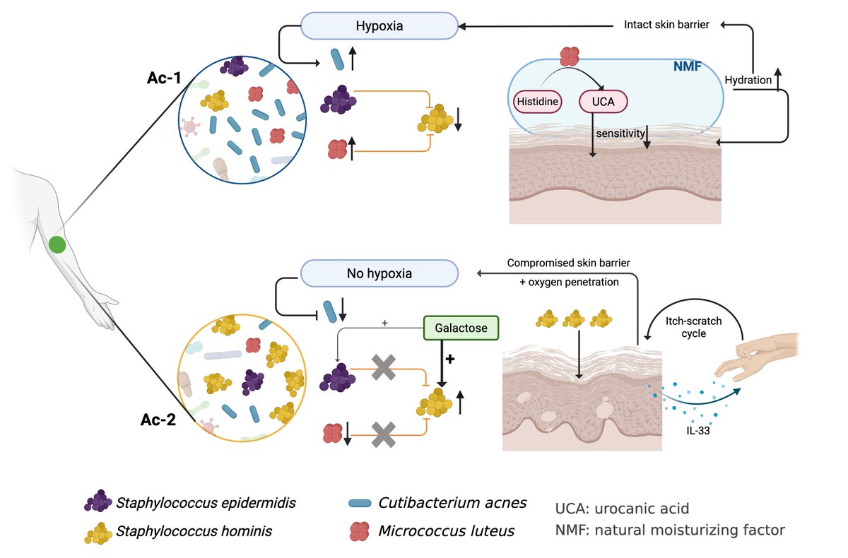 <a href="/atVidu/">Viduthalai Rasheedkhan Regina</a> 5. Exciting days ahead as we try to decipher the contributions of diverse factors that shape skin microbiome dermotypes, and in turn their influence on skin health!