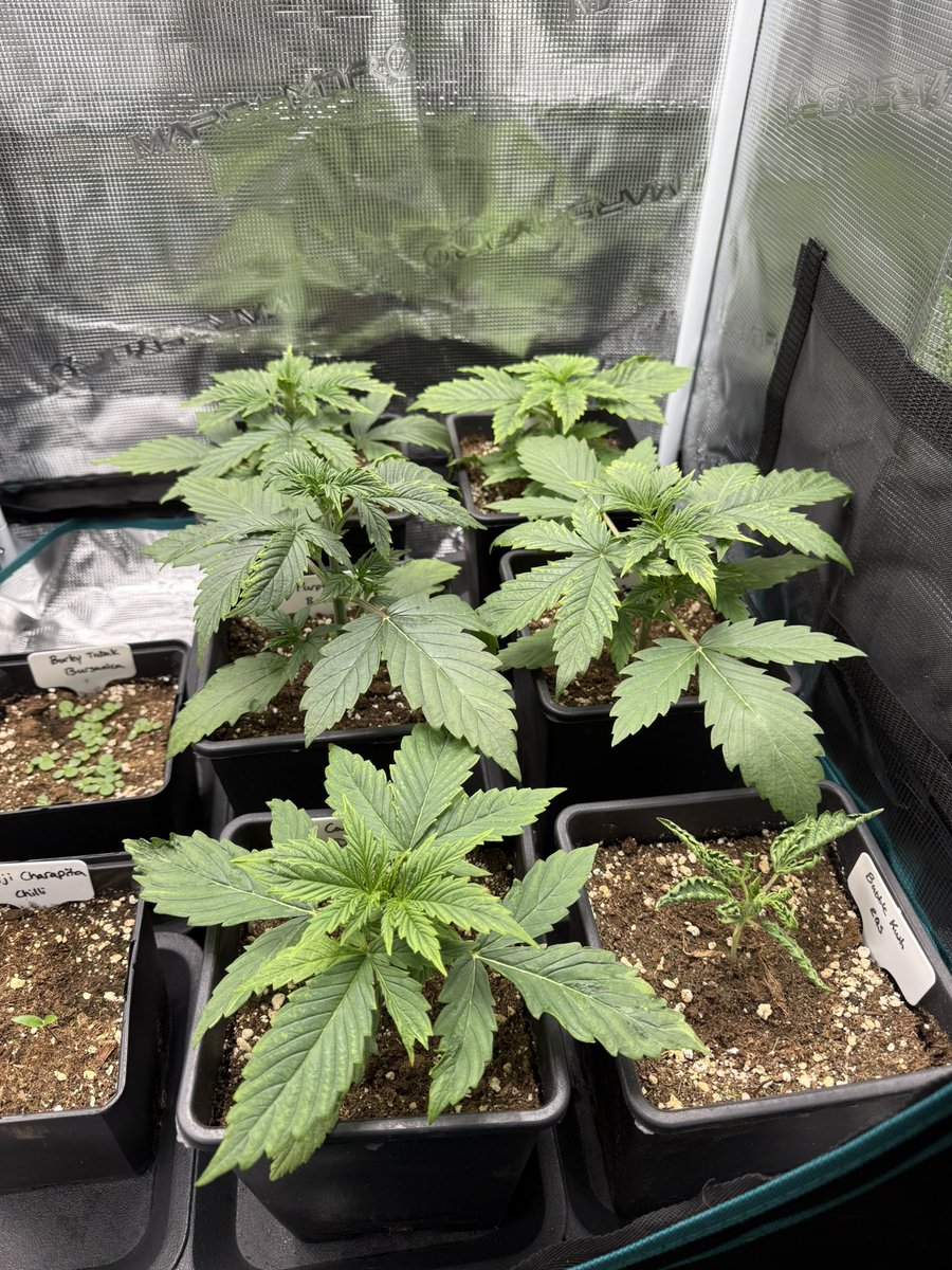 Good morning friends! Looks like it’s been a week since my last post 😅 

Just about finished with our move so regularly scheduled programming should be on the horizon! 

These babes will be transplanted today! I don’t usually transplant autos but I could only start these girls