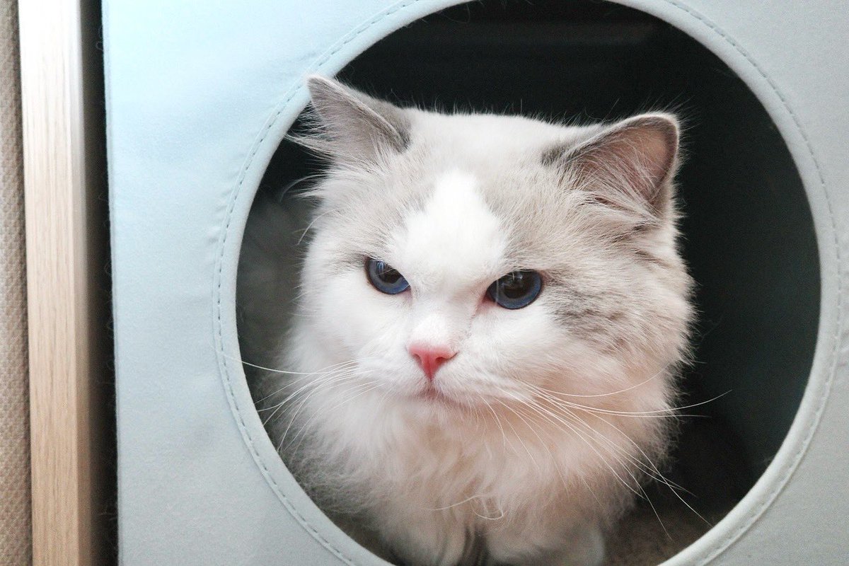 marlowfellow's tweet photo. The face you make when your human brings out the vacuum cleaner 😟 
#marlow☁️

.

#catlover #ragdoll #ragdollthailand #ragdollcat #ragdolllovers #ragdollofinstagram #ragdollworld #ragdollkitten #catsofworld #catloversclub #catsofinstagram #にゃんグラム #cat_features #catdaily #猫 https://t.co/dHLfaSxiOn