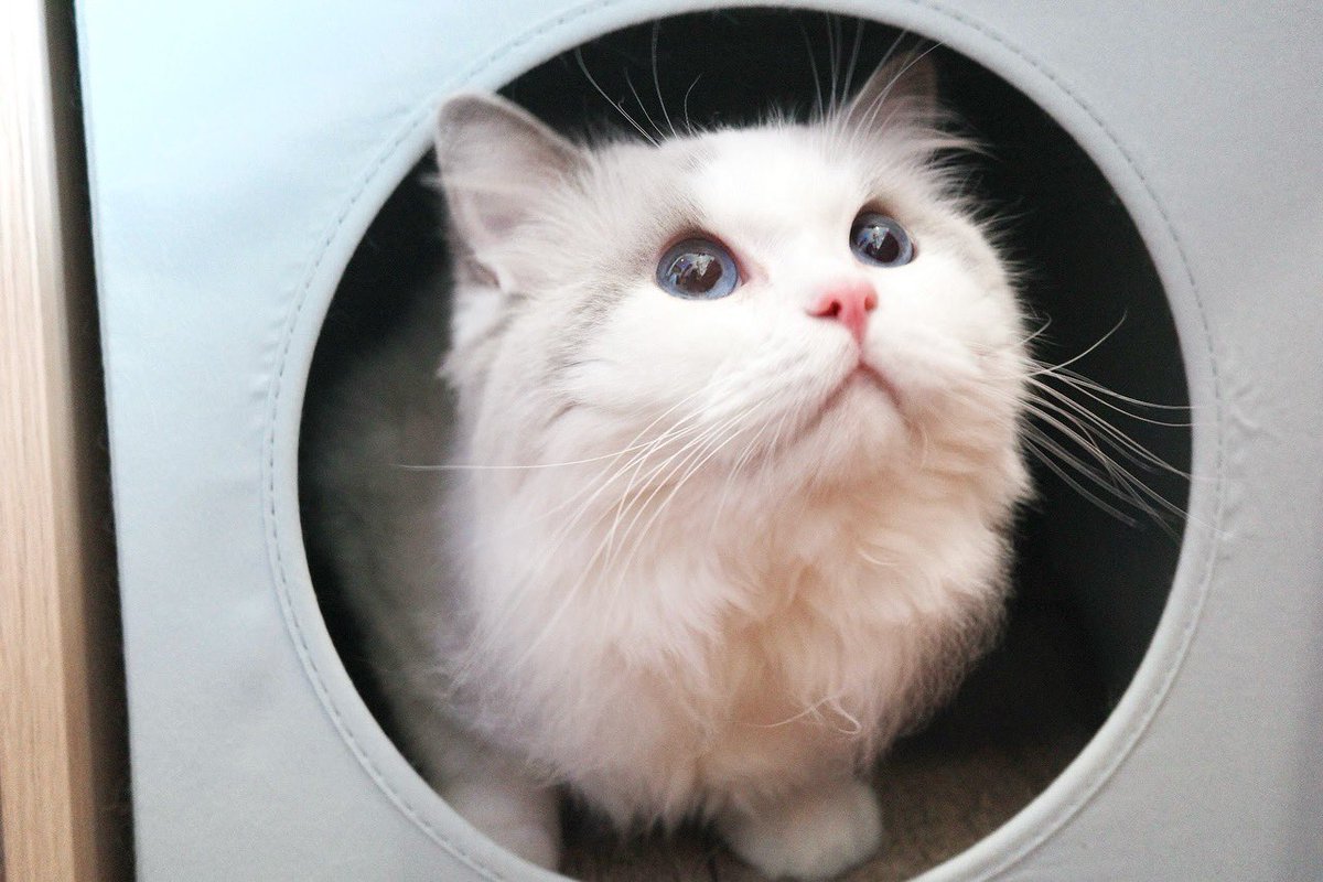 marlowfellow's tweet photo. The face you make when your human brings out the vacuum cleaner 😟 
#marlow☁️

.

#catlover #ragdoll #ragdollthailand #ragdollcat #ragdolllovers #ragdollofinstagram #ragdollworld #ragdollkitten #catsofworld #catloversclub #catsofinstagram #にゃんグラム #cat_features #catdaily #猫 https://t.co/dHLfaSxiOn
