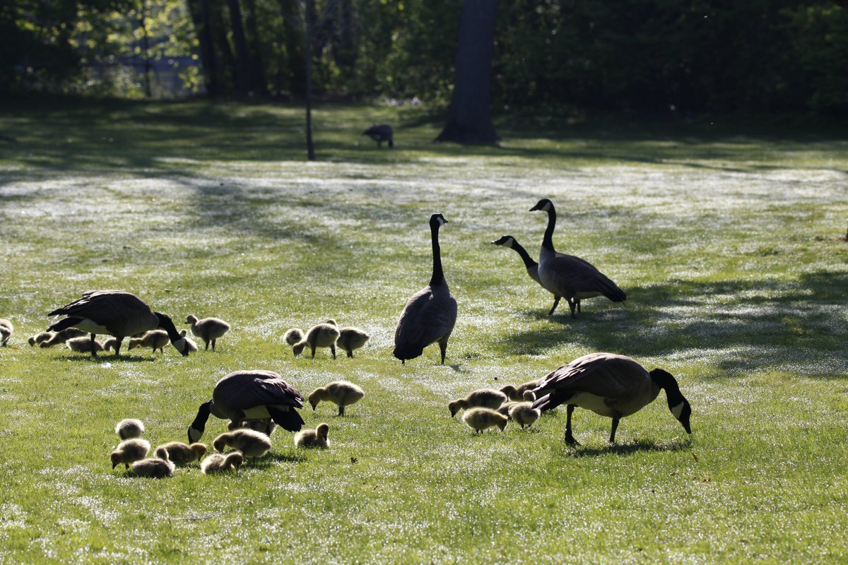 Dare__404's tweet image. Day 1/365: Geese &amp;amp; their fluffballs. Crypto bros, this is ‘grass’—touch it. 🦢 #PhotoADay #NaturePhotography #Wildlife #BabyAnimals